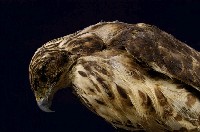 鳳頭蒼鷹藏品圖，第2張